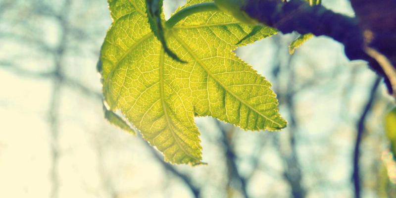 当思想相遇时：神经科学揭示深度对话如何重塑我们的大脑连接